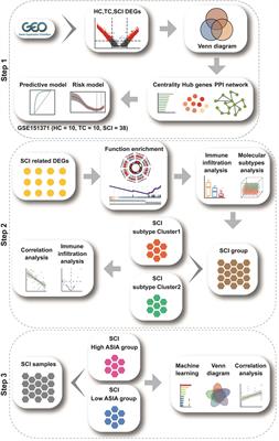 CCR7-mediated T follicular helper cell differentiation is associated with the pathogenesis and immune microenvironment of spinal cord injury-induced immune deficiency syndrome